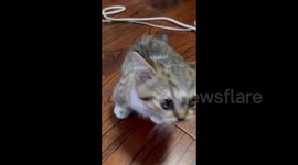 China: The Kitten Has a Close Interaction with The Camera