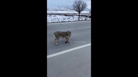 Wolf stranded on a road in Tatvan, Türkiye