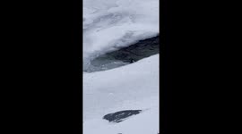 Mink catches fish and burrows into the ground in Quebec