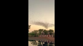 Flock of birds shows incredible flying formation in Rajasthan, India