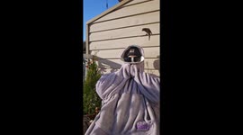 Bird lands on person wearing disguise in Fraser Valley, Canada