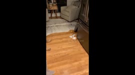 Dog caught looking guilty in Marietta video