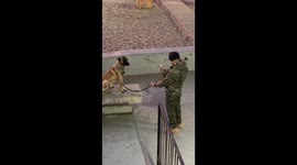 Soldier takes adorable beach photos of his dog in Mar del Plata, Argentina