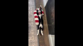 Cat sleeps peacefully on Christmas candy stick in Beverly, Massachusetts