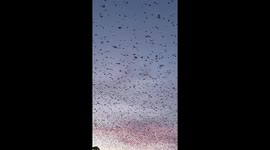 Thousands Of Birds Fly North Over New Jersey