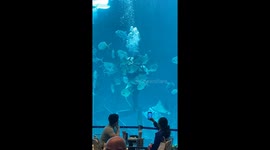 The video shows a diver at Ocean Park Cebu feeding the fish underwater. While doing so, he hugs a baby shark, creating a moment that looks straight out of a Disney movie.