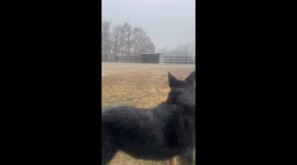 Australian Cattle Dog Greets Her Favorite UPS Driver