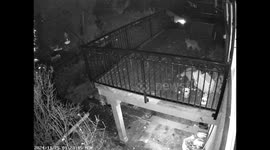 Indoor Cat Valiantly Defends Garbage From Raccoons