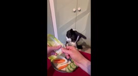 Border Collie Enjoys a Salad