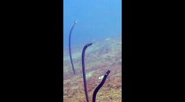 Black Garden Eels Dance on Ocean Floor
