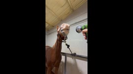 Horse is Highly Entertained by Water Hose