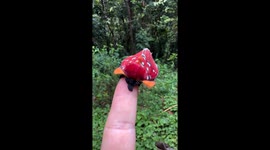 A Very Colorful Moth