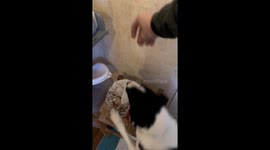 Dog Wobbles on Shaky Stool
