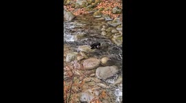 Baby Bear Leaps Across Babbling Brook