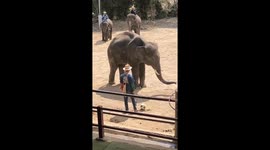An elephant uses its hind legs to kick a ball.There were no missed kicks at all.It really amazed me.