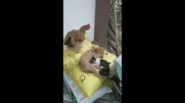 The moment the chicken was discovered while intently watching the cat suckle the dog's nipple