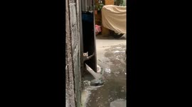Nosey pet cat peers through open door to check noise outside