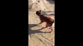 Pet dog helps farmer by dragging rice rake tool