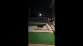 Dogs with contrasting play styles in japan