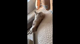 Pet Corgi falls from the sofa in Gansu, China