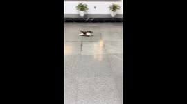 Kitten bumps into glass twice in Shaanxi, China