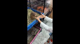 Daughter shakes hands with a prairie dog in Bangkok, Thailand