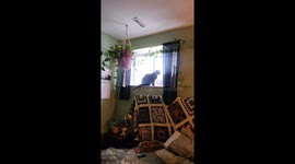 Cat watches deer outside window in Alberta