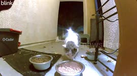 Animals eat food set out for cat in Lake Elsinore, California