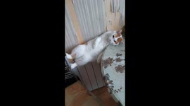 Cat warms itself on radiator in Kyiv, Ukraine