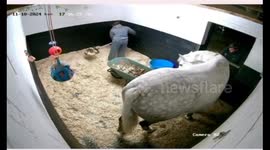 Horse overturns garden cart, making a mess in Lancashire, UK