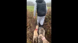 Dogs struggle to cross wooden plank in Solihull, UK