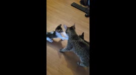 Pet cats play tug of war over wrap in San Fernando, Argentina