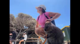 Quokka mistaken for eating carrot, revealed as jelly snake treat in Rottnest Island, Australia