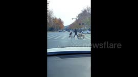 Amazing scene as golden retriever rides skateboard across road in China