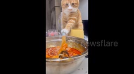 Cat imitates owner and picks up food using chopsticks