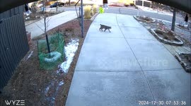 US: Bobcat Caught On Camera Stalking Colorado Springs Neighborhood