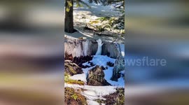 Turkey: Adorable White Marten Charms Snowy Kastamonu Forests