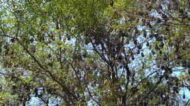 Bats in the Sun: A Daytime Dance in Pattaya,