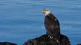 US: Bald eagle officially declared US national bird after 250 years