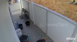 Housewife flees when snake slithers across patio