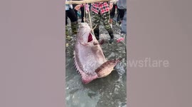 Fishermen reel in 16-stone wild grouper fetching in front of amazed crowd