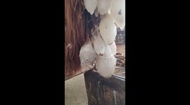 Chilly camel has blocks of ice dangling from its beard