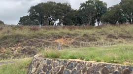 Australian scientists call for action on soil degradation