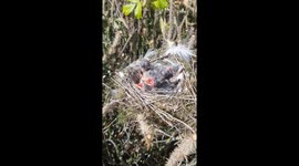 Birds nest with six baby fledglings opening their beaks and asking for food.