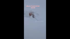 Ferret Plays In Freshly Fallen Snow