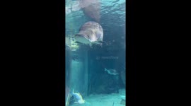 On December 16, 2024, during my visit to Ocean Park Cebu, I encountered a massive fish called Osteoglossiformes in one of the aquariums. Nearly as big as me, its shimmering silver scales and graceful movements left me in awe. Known as a “living fossil,” i