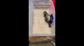 Silly Slinky