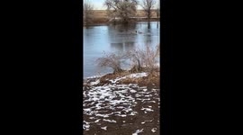 Good Samaritan Rescues Dog From Icy Pond