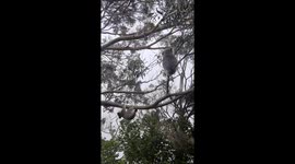 A male Koala pursues his girlfriend while she screams at him to stay away.