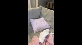 Tiny Pup’s Cozy Pillow Nap